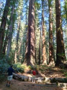 Humboldt-Redwoods-State-Park-35