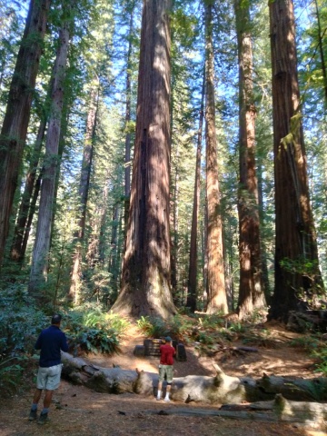 Humboldt-Redwoods-State-Park-35