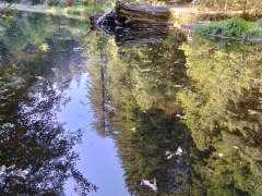Humboldt-Redwoods-State-Park-38
