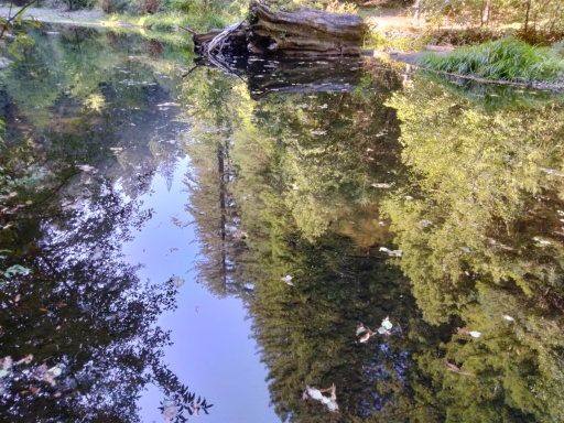 Humboldt-Redwoods-State-Park-38