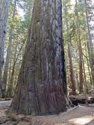 Humboldt-Redwoods-State-Park-39