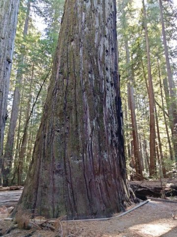 Humboldt-Redwoods-State-Park-39