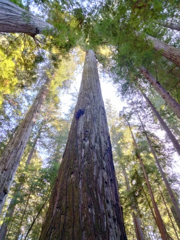 Humboldt-Redwoods-State-Park-40
