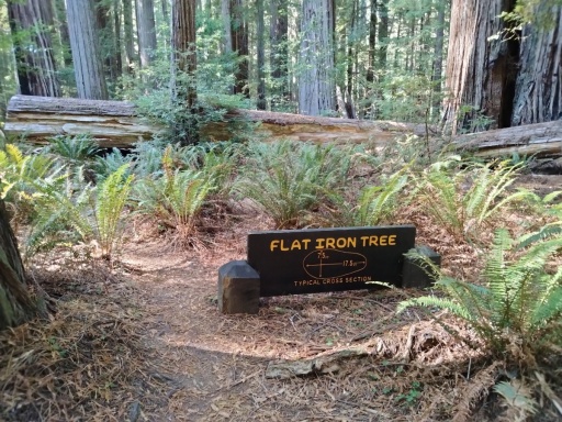 Humboldt-Redwoods-State-Park-41