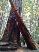 Humboldt-Redwoods-State-Park-42