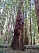 Humboldt-Redwoods-State-Park-43