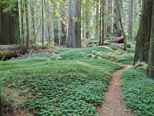 Humboldt-Redwoods-State-Park-44