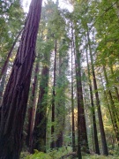 Humboldt-Redwoods-State-Park-45