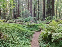 Humboldt-Redwoods-State-Park-46