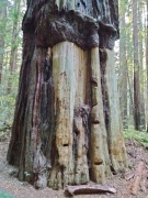 Humboldt-Redwoods-State-Park-47