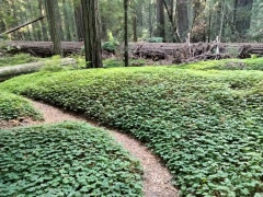 Humboldt-Redwoods-State-Park-48