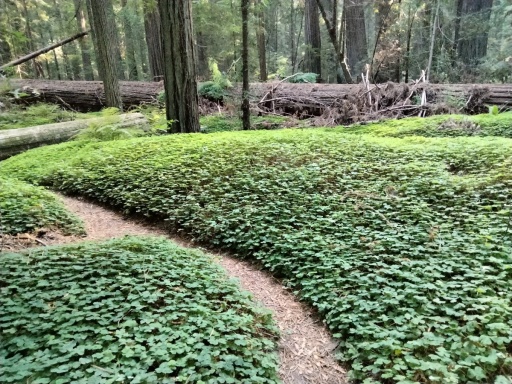 Humboldt-Redwoods-State-Park-48