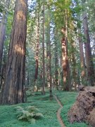 Humboldt-Redwoods-State-Park-49