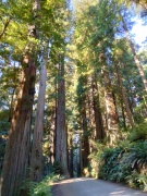 Jedediah-Smith-Redwoods-State-Park-01