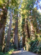 Jedediah-Smith-Redwoods-State-Park-02