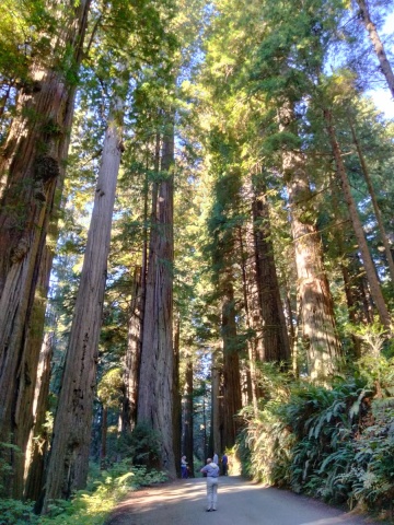 Jedediah-Smith-Redwoods-State-Park-02