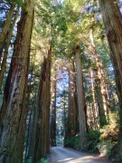 Jedediah-Smith-Redwoods-State-Park-03