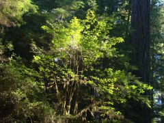 Jedediah-Smith-Redwoods-State-Park-04