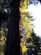 Jedediah-Smith-Redwoods-State-Park-05
