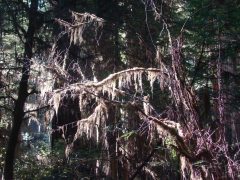 Jedediah-Smith-Redwoods-State-Park-06
