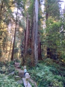 Jedediah-Smith-Redwoods-State-Park-07