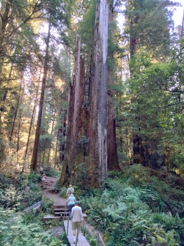 Jedediah-Smith-Redwoods-State-Park-07