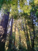Jedediah-Smith-Redwoods-State-Park-08