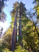 Jedediah-Smith-Redwoods-State-Park-09