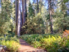 Jedediah-Smith-Redwoods-State-Park-10
