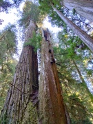 Jedediah-Smith-Redwoods-State-Park-11