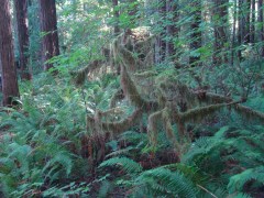 Jedediah-Smith-Redwoods-State-Park-12