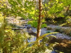 Jedediah-Smith-Redwoods-State-Park-13