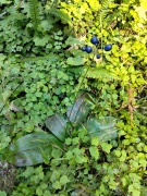 Jedediah-Smith-Redwoods-State-Park-14