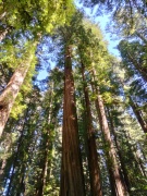Jedediah-Smith-Redwoods-State-Park-16