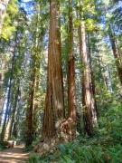 Jedediah-Smith-Redwoods-State-Park-17