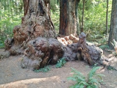 Jedediah-Smith-Redwoods-State-Park-19