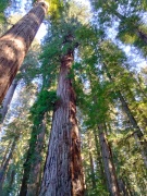 Jedediah-Smith-Redwoods-State-Park-20