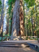 Jedediah-Smith-Redwoods-State-Park-21