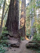 Jedediah-Smith-Redwoods-State-Park-22