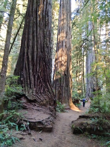 Jedediah-Smith-Redwoods-State-Park-22