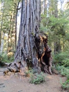 Jedediah-Smith-Redwoods-State-Park-23