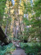 Jedediah-Smith-Redwoods-State-Park-24