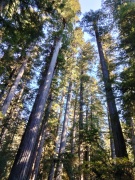 Jedediah-Smith-Redwoods-State-Park-25