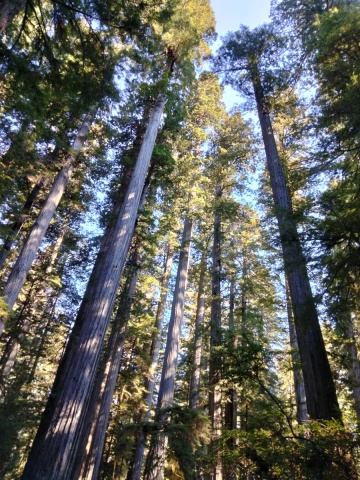 Jedediah-Smith-Redwoods-State-Park-25