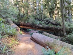 Jedediah-Smith-Redwoods-State-Park-26