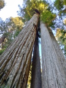 Jedediah-Smith-Redwoods-State-Park-27