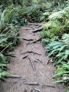 Jedediah-Smith-Redwoods-State-Park-28
