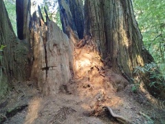 Jedediah-Smith-Redwoods-State-Park-29