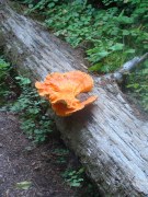 Jedediah-Smith-Redwoods-State-Park-30