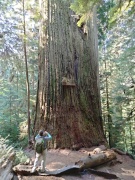 Jedediah-Smith-Redwoods-State-Park-31